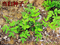 Chinese herbal medicine seed batch hair Angelica seed Angelica seed Chinese herbal medicine seed seed seed promotion