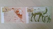 MC-15 Wild Camel Limit Postcard of the Wild