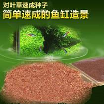 Fish tank decorated aquarium seed package prospect mini - small leaf plant aquarium live view real water grass