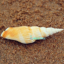 Natural conch shell bamboo shoots Phoenix snail 7-8CM Aquarium home decoration wall and floor wedding ornaments DIY