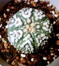 Garden pocket live hairiness full Garden Garden Garden pocket