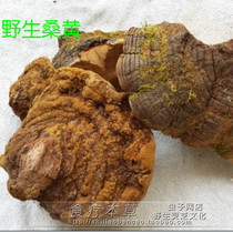 Wild medicinal fungus Wild Phellinus igniarius Ganoderma lucidum fire wood strainus Mulberry wild Phellinus 250g