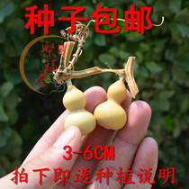Natural small hand twist gourd seeds boutique grass Golden Wen play handlebar key chain Four Seasons potted gourd seed