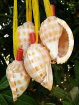 68 yuan natural sea screw whistle Grand watermelon screw handicrafts screw childrens gift