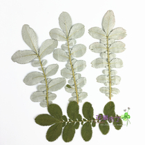 The white leaf Reed rhynchus flower embossed dried flower natural dried flower phone case plant specimen