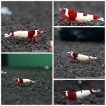 Pure wine red balls mixed with white maggots deep wine red ornamental shrimp pet shrimp live rice shrimp wine red crystal shrimp