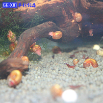Apple snails 5 sheep horn snails Ornamental snails Algae removal snails Easy to breed Color random explosion-proof tank Pet live breeding
