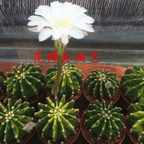 (Flower Expo_Cactus Ball World Picture) Direct selling boutique landing short hairball blooming white flowers