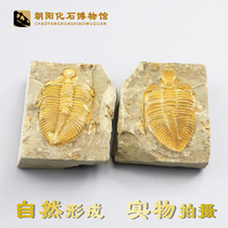 Special offer Natural paleontological fossils Folio Trilobite crown worm Wolf fin fish fossil Rough specimen Insect strange stone