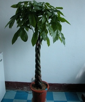 Office large potted plant wealth tree green plant Chengdu city to Zhengzhou Beijing Nanjing Hangzhou Shanghai