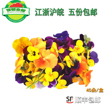 Fresh pansy edible flowers 200 baked dessert Western cold dish decorative plate flowers Shunfeng its