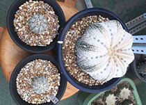 Miracle pocket Crown miracle pocket with mother map