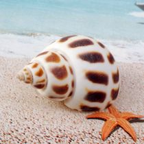 Dongfeng snail natural conch shell crafts roll shellfish breeding fish tank landscaping home decoration shooting props