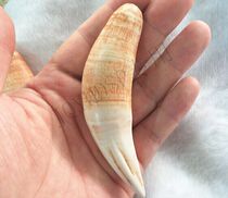 Big camel teeth Solid camel teeth Super hard locke bone Camel teeth evil spirits pendant