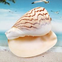Natural sea snail shell starfish 14--16 landscape snail Home decoration aquarium landscaping coral ornaments collection