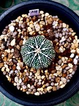 Miracle pocket thick connection starfish miracle pocket Miao real life