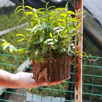 Dendrobium officinale seedlings Small tree piles while planting and eating fresh strips Interview base production of dendrobium seed source can be used as maple bucket