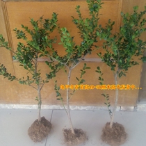  Tortoise shell holly Big seedlings Small seedlings for sale Tortoise shell holly seedlings Tortoise shell holly seedlings Tortoise shell holly ball