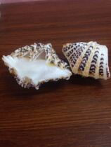  Natural super sea snail shell couple shell lotus shell Home decoration decoration ashtray fish tank landscaping