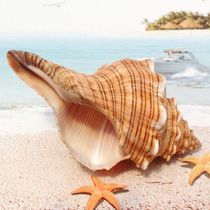 Natural conch shell red spin snail fish tank floor Home decoration Conch crafts ornaments shooting props