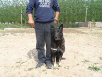 Companion Correction rod Companion training Dog training supplies Dog training equipment