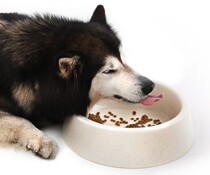 Meika flatbread bowl Large dog bowl Pet bowl Meika flower roll bowl thickened cute cat bowl Non-slip dog bowl