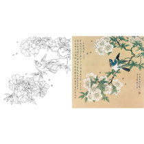 Gongbi Chinese painting white sketch background hook line physical print draft Yu Jigao flower and bird sketch 42*42 with color map 447T