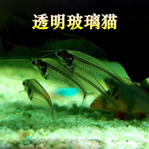 Glass Catfish 5pcs Transparent lucky Fish Tropical Ornamental fish Live aquarium world Fish with fishbone can be seen