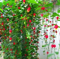 Vines flower seedlings lanterns flower seedlings wind bells perennial four seasons flowering climbing more than 3 meters