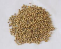 Chinese herbal medicine Chinese herbal medicine coriander seed 500g