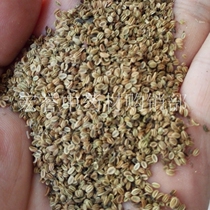 Chinese herbal medicine snake bed kernel snake bed kernel snake rice snake rice snake beads excellent grade dry dampness-wind 500 grams