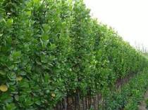 Yard winter seedlings Hokkaido boxwood wand tree seedlings holly tree seedlings holly tree seedlings coral seedlings coral seedlings fence seedlings