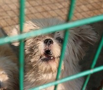  091 Living Area Monkey (Not for sale for display only)