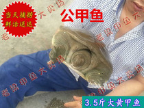 Rhubarb turtle old turtle 3 5 pounds male turtle 190 yuan Water fish ball fish son of a bitch Chinese turtle loose ecology