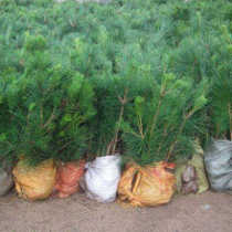 Garden potted seedlings Black pine seedlings Black pine seedlings Black pine seedlings Black pine potted Japanese black pine raw needle-free pine seedlings