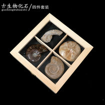 Natural paleontological fossil four-piece ammonites sea urchin sea star oyster specimen original stone gift ornaments 5381