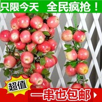 Emulated vegetable fruit string Grape Fake Corn Vines Bar Fake Chili Pendant Hotel Kindergarten Christmas Decorations