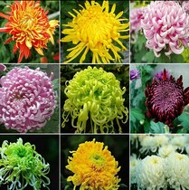 5pcs potted chrysanthemum seedlings Large chrysanthemum seedlings potted indoor garden flowers Green plants Four seasons chrysanthemum blooms that year