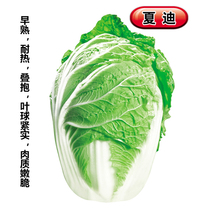 Shanghai seed is heat-resistant and early-maturing type (Xiadi) yellow heart Chinese cabbage seeds are tender and crisp