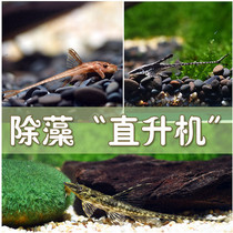 Algae fish Red Dragonfly Helicopter Crown Helicopter Alien Fish Tropical Fish Ornamental Fish Living