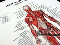 Human muscle (back) Anatomy map Muscular Anatomy English version poster decorative painting