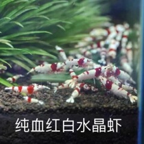 Pure blood red and white crystal shrimp thick white crystal shrimp porcelain white crystal shrimp balls white maggot crystal shrimp live ornamental shrimp