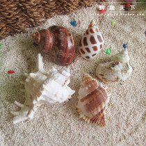 (Large 5 specials-living in the world) 5-7cm Hermit crab replacement shell special natural shell conch