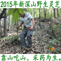 Funiu Mountain deep mountain old man deep mountain picking Ganoderma lucidum Ganoderma lucidum Ganoderma lucidum