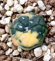 Cactus ball brocade real life Wukong