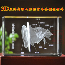  3d crystal three-dimensional human organs auditory system internal carving model Custom hearing system ear anatomy structure