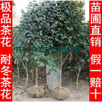 Winter tea flower seedlings Camellia saplings large camellia suitable for garden planting open-air cultivation with buds