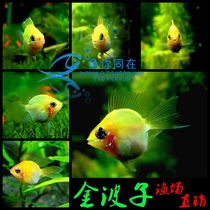 Tropical ornamental fish live short bream Golden Wave fish Avatar Dutch Phoenix Pikachu grass tank fresh water Small