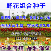 Perennial wild flower combination seeds grass flower seeds easy to live seeding flowering cosmos Zinnia Flower Sea