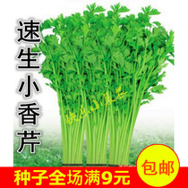 Small parsley seeds celery seeds fast-growing celery small green celery pastoral farm vegetable seeds Four Seasons